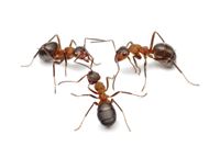 communicatie mieren